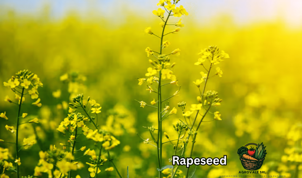 Rapeseed