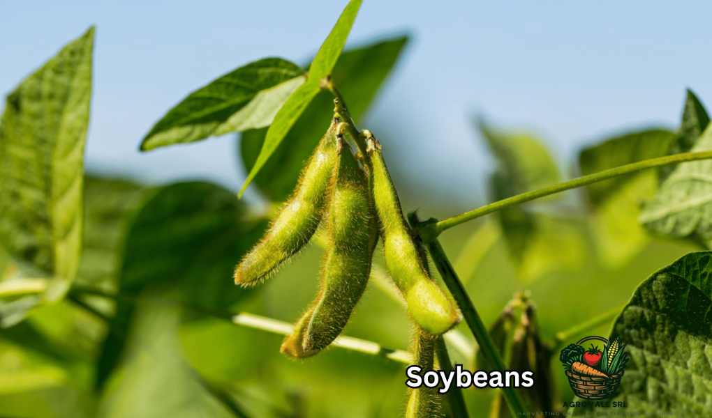 Soybeans