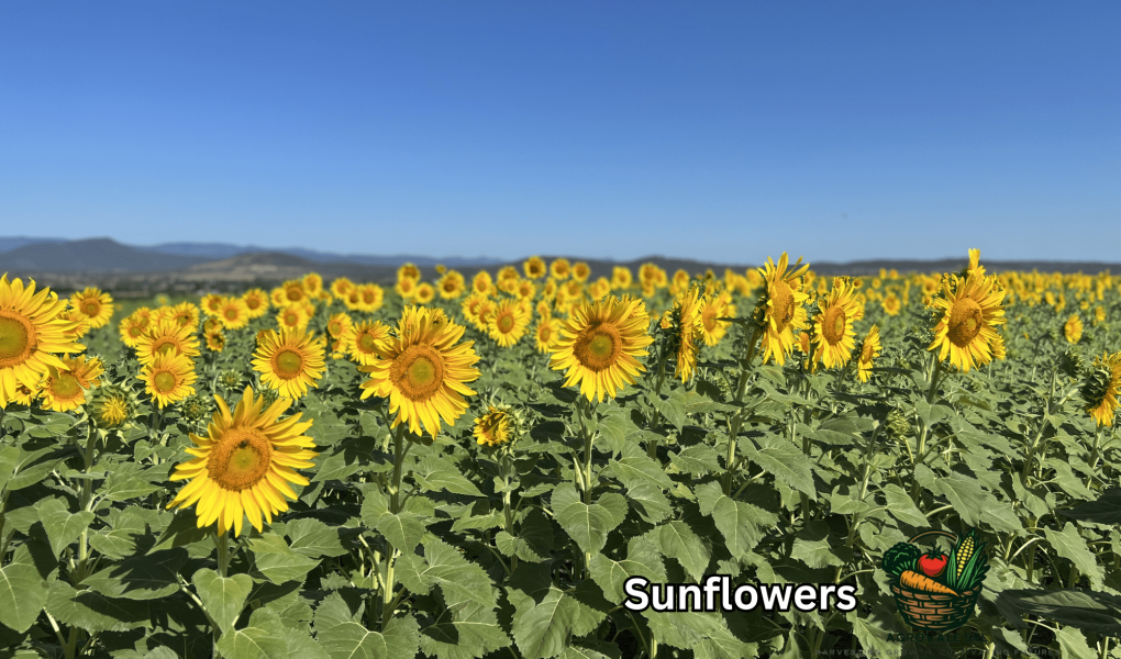 Sunflowers