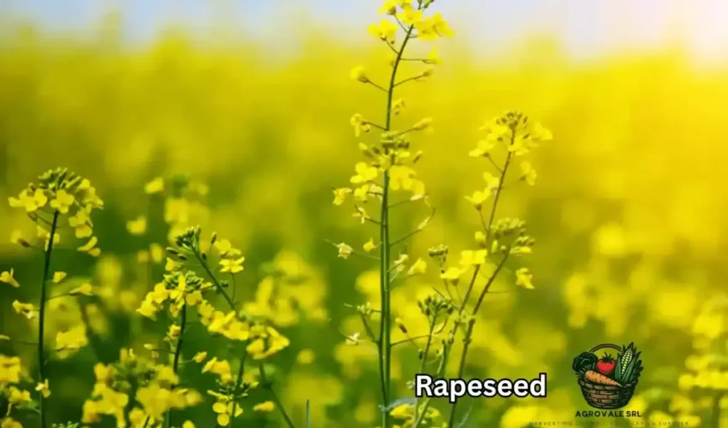 Rapeseed